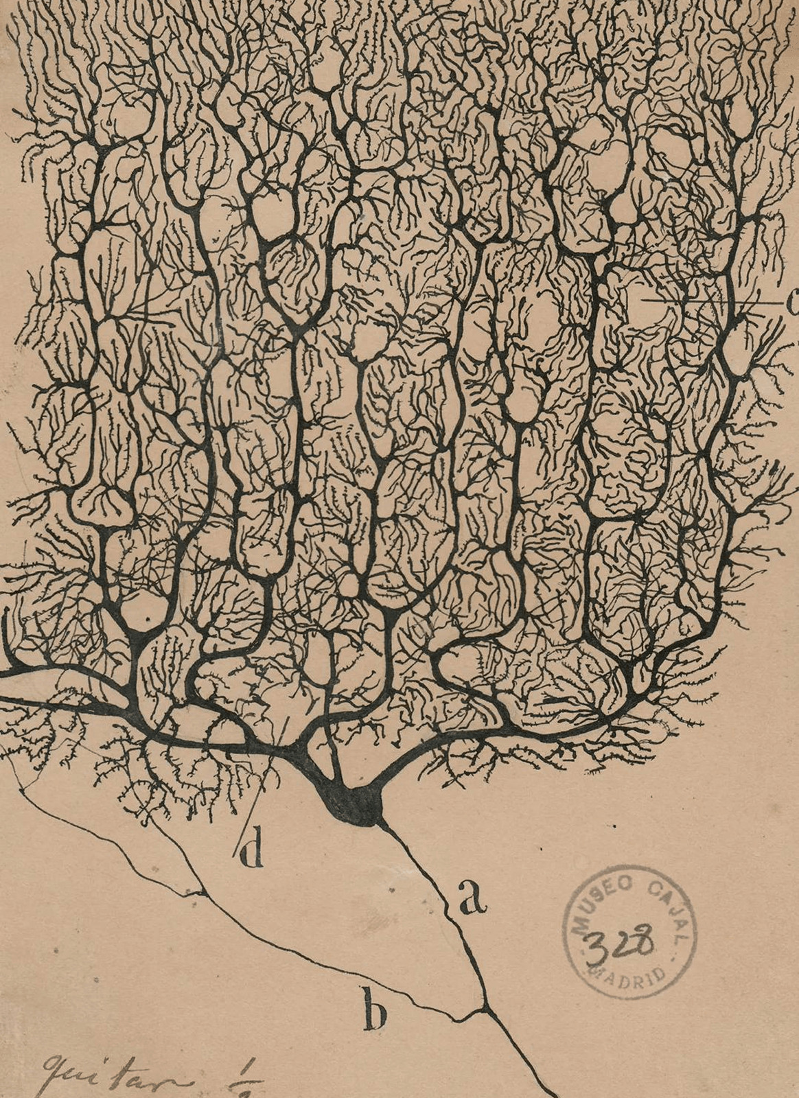 Evolution - Neural Architecture