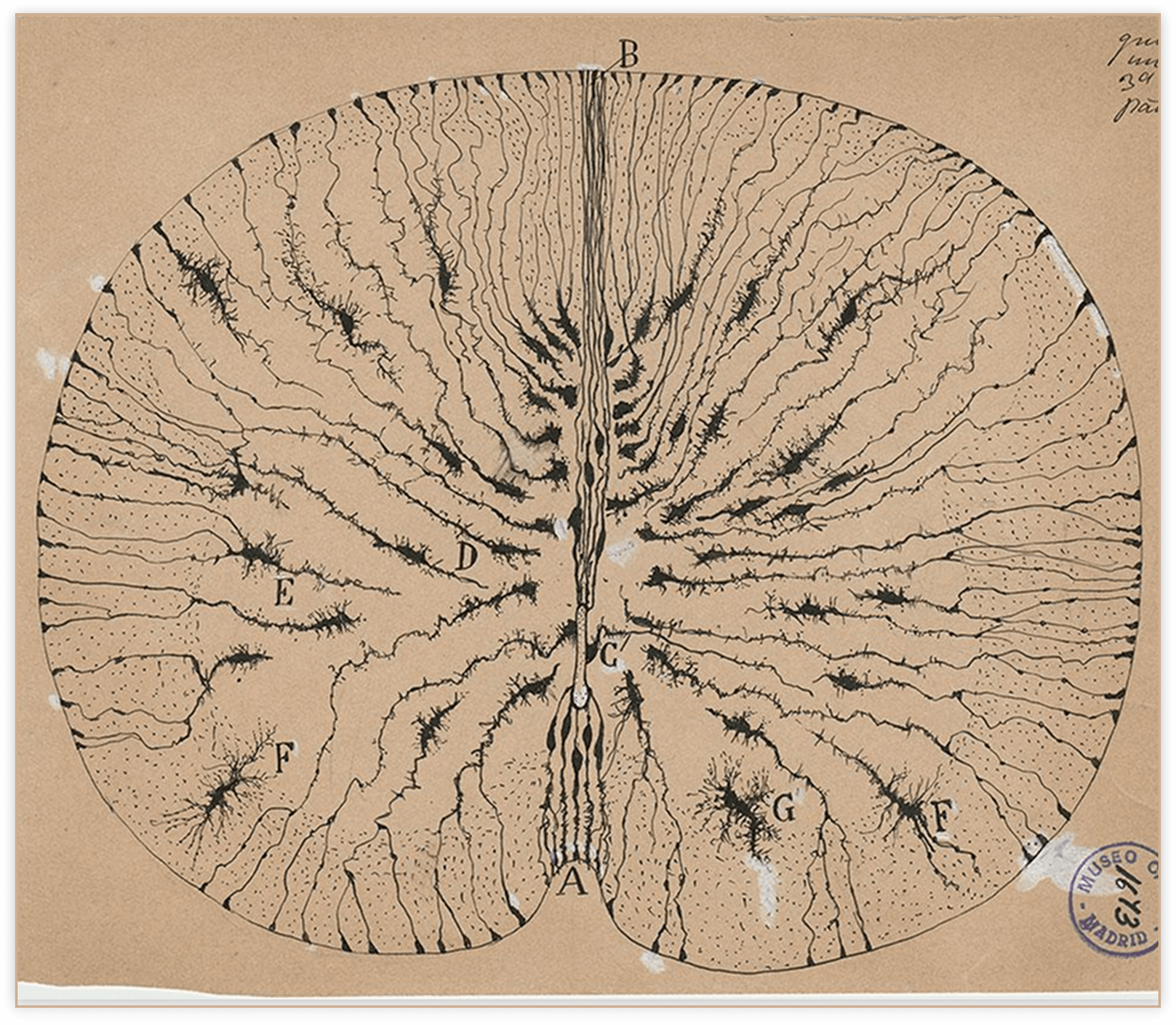 Inner Cosmos - Brain Structure
