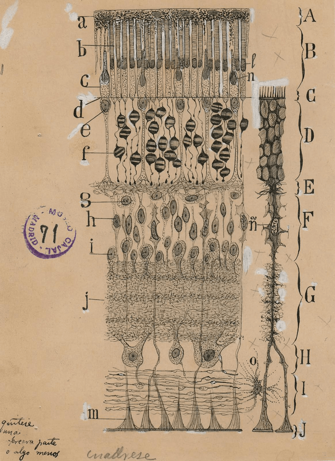 Inner Sight - Neural Interface